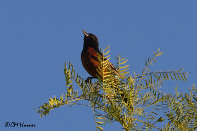 7630 Orchard Oriole.jpg