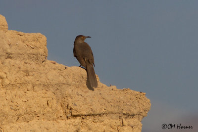 7604 Curve-billed Thrasher.jpg