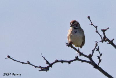 7684 Lark Sparrow.jpg