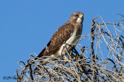 7699 Swainson's Hawk.jpg