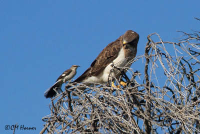 7715 Northern Mockingbird mobbing Swainson's Hawk.jpg