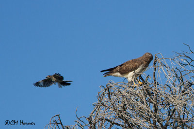 7726 Northern Mockingbird mobbing Swainson's Hawk.jpg