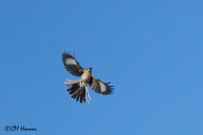 7734 Northern Mockingbird mobbing Swainson's Hawk.jpg