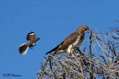 7742 Northern Mockingbird mobbing Swainson's Hawk.jpg