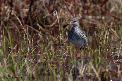 9715 Lesser Yellowlegs.jpg