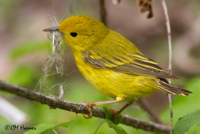 9757 Yellow Warbler.jpg