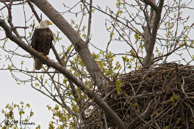 9778 Bald Eagle at nest.jpg