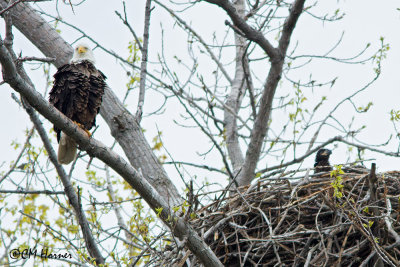 9796 Bald Eagle adult and young at nest.jpg