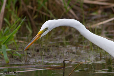 9827 Great Egret.jpg