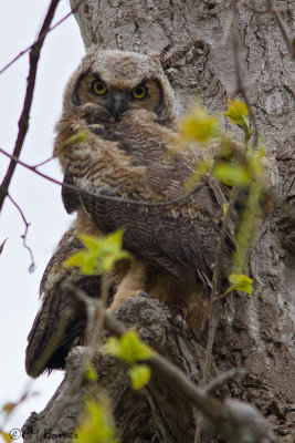 9938 Great Horned Owl fleglings.jpg