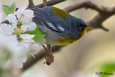 0077 Northern Parula.jpg