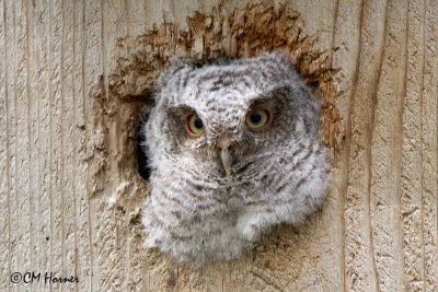 0223 Eastern Screech-Owl juvenile.jpg
