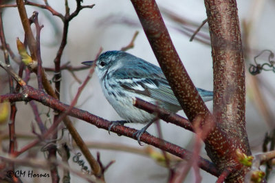 0333 Cerulean Warbler.jpg