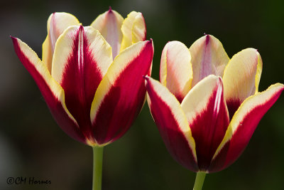 0006 Burgundy and cream tulip.jpg