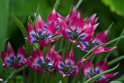 0025 Pink and blue mini tulips.jpg