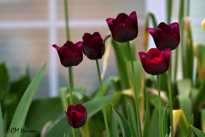 0036 Deep red tulips.jpg