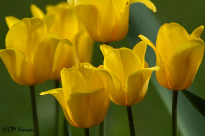 9951 Yellow Tulips.jpg