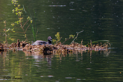 0106 Common Loon on nest.jpg