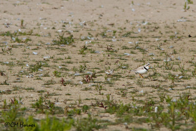 0198 Piping Plover adult male and young.jpg
