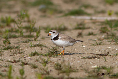 0219 Piping Plover adult female.jpg