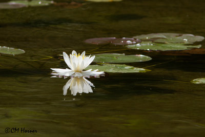 0477 Water Lily.jpg