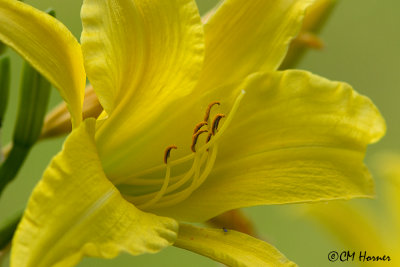 0494 Yellow Day Lily.jpg