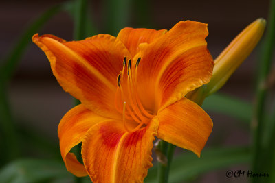 0497 Orange Day Lily.jpg