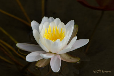 0509 Water Lily .jpg