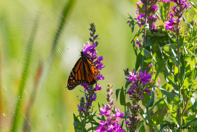 0534 Monarch on Lustrife with spider web.jpg
