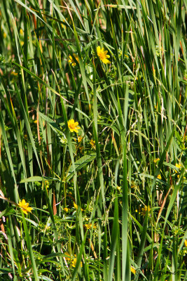 0539 Beggarticks or Bur-marigolds.jpg