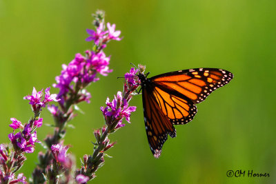 0544 Monarch on Purple Lustrife.jpg