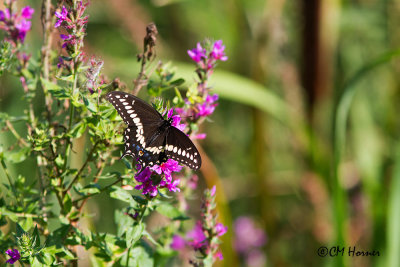 0560 Black Swallowtail.jpg