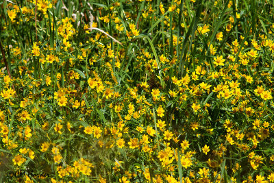 Wildflowers and Fungi