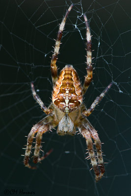 0791 Cross Orbweaver.jpg