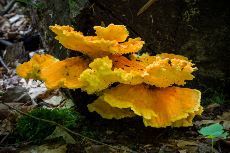 Fungus with water droplets<p>P6221831 