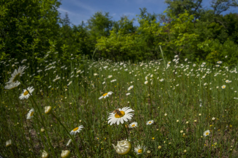 Field of daisies with bee<p>P6221864 