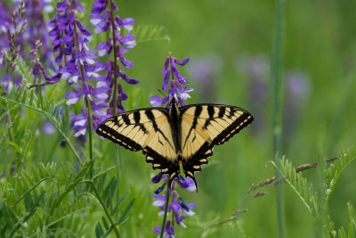 Swallowtail butterflyP6221807 