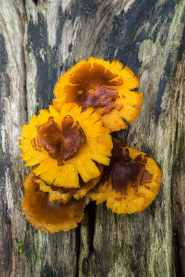 Tree fungiP6221816