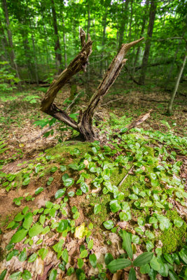 Dead tree feeding new plantsP6221849 