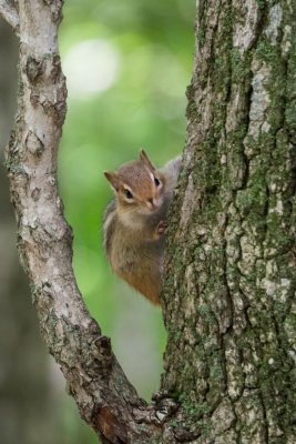 Chipmunk peering around treeP6221889 