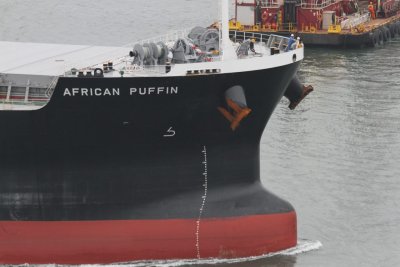African Puffin - 24 out 2014 - detalhe.JPG