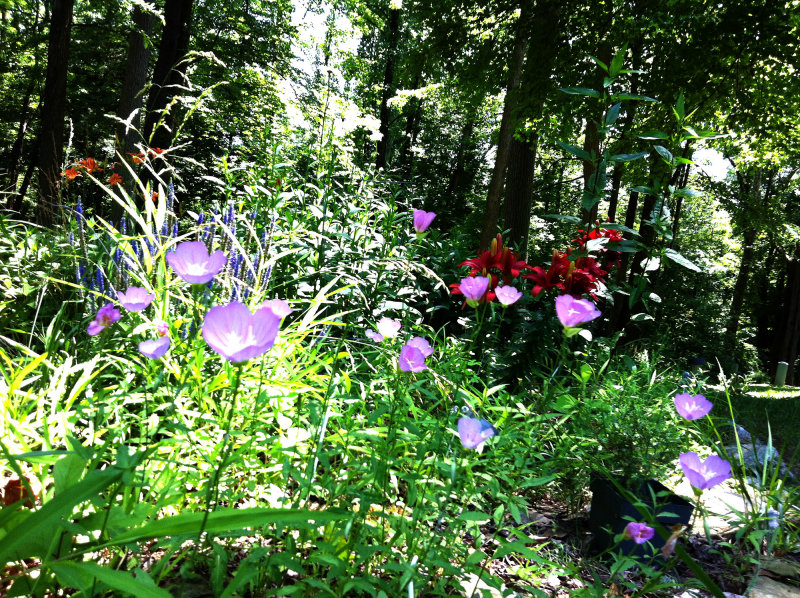 A Backyard View of Garden