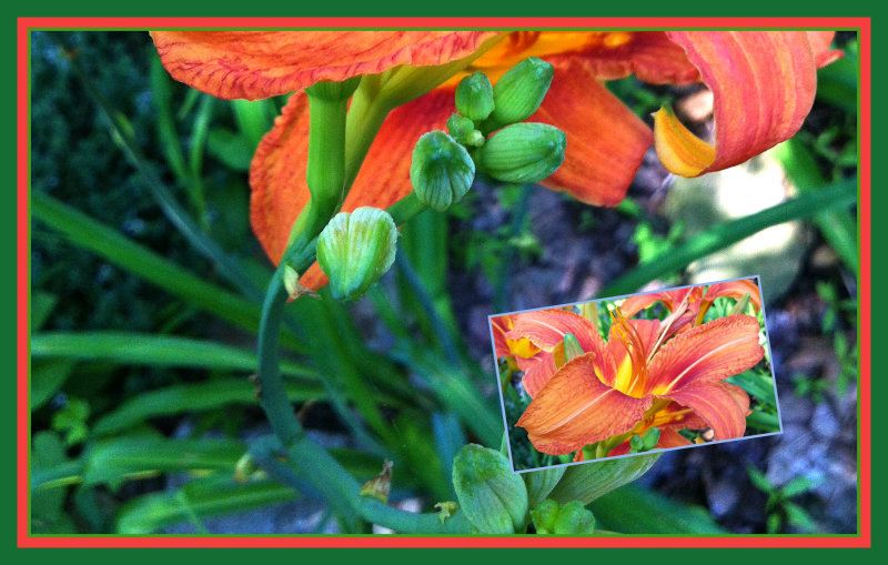 Celebrating Orange