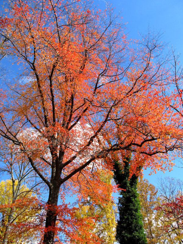 Clifty Falls Park