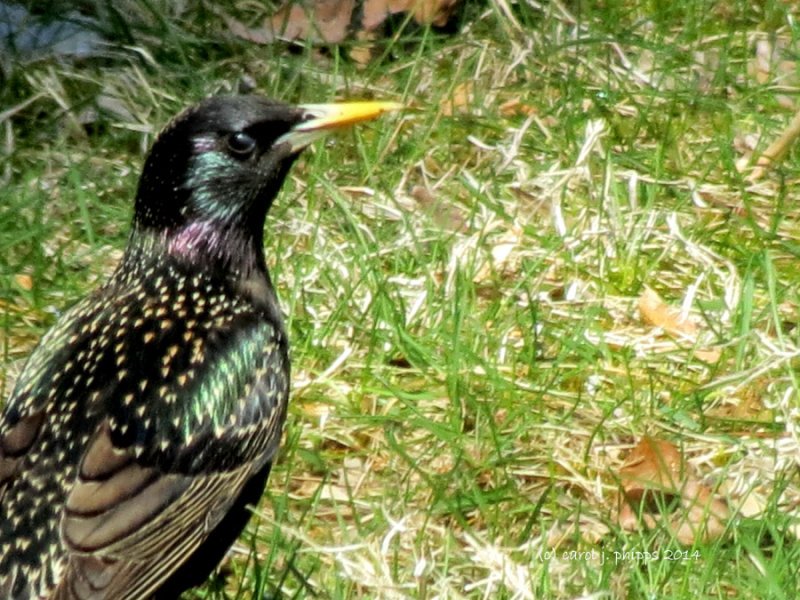 European Starling