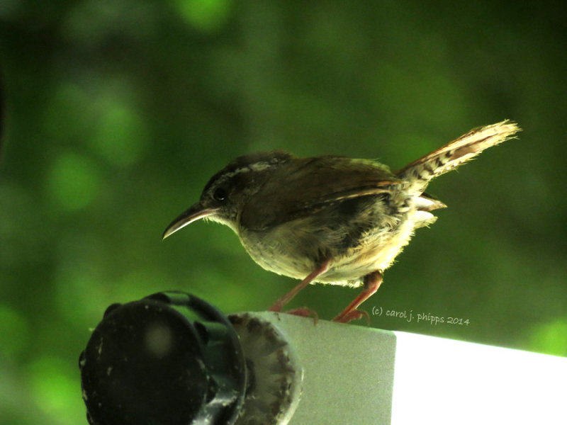 A Mother Wren
