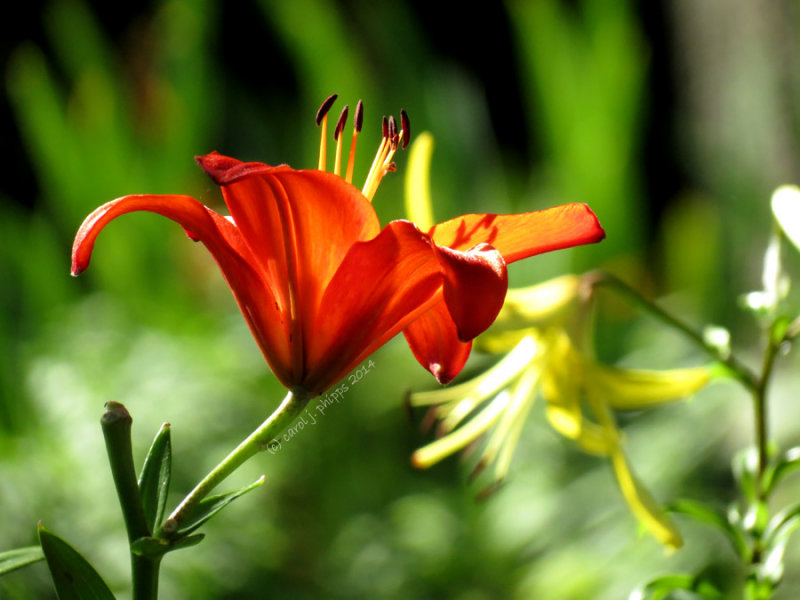 Lily at Lanthier Winery Gardens