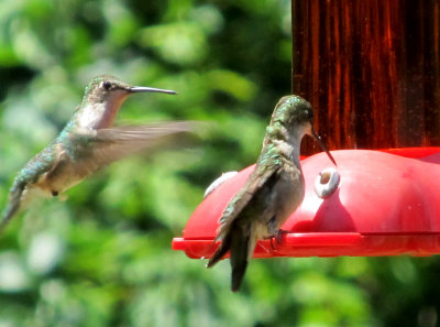Enjoying the Hummingbirds