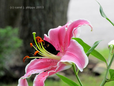 Pink Asiatic Lily and Butterfly