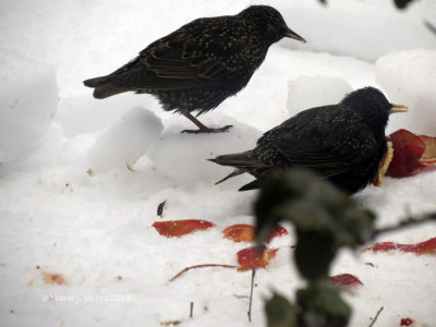 Starlings on the Ice.
